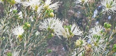 Melaleuca halmaturorum