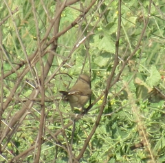 Iduna caligata