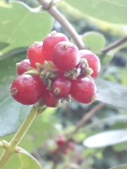 Lonicera periclymenum