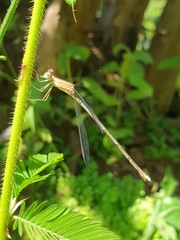 Lestes viridulus
