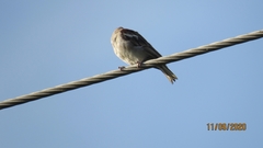 Gymnoris xanthocollis
