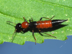 Paederus schoenherri