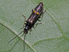 Malthodes dispar