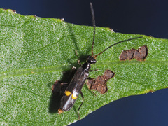 Malthodes dispar