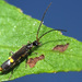 Malthodes - Photo (c) Felix Riegel, some rights reserved (CC BY-NC), uploaded by Felix Riegel