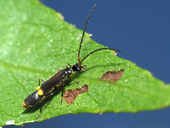 Malthodes dispar