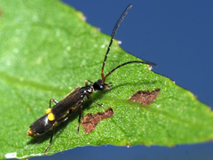 Malthodes dispar