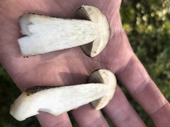 Leccinum scabrum