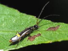 Malthodes dispar
