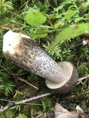 Leccinum scabrum