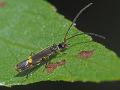 Malthodes dispar