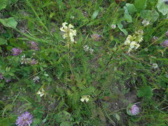 Pedicularis elongata