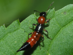 Paederus schoenherri