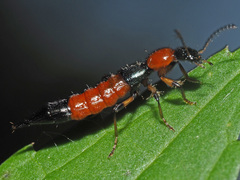 Paederus schoenherri