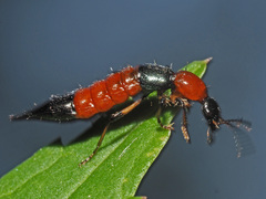 Paederus schoenherri