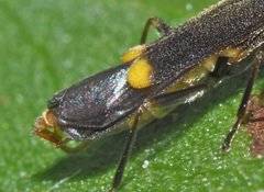 Malthodes dispar