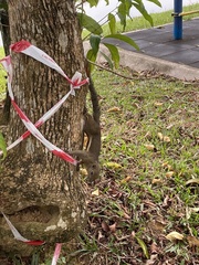 Callosciurus notatus