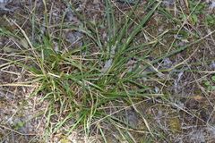 Carex divisa