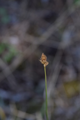 Carex divisa