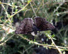 Erynnis meridianus