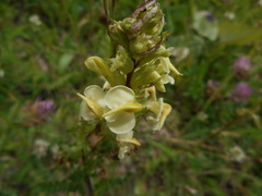 Pedicularis elongata