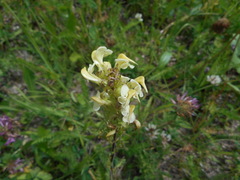 Pedicularis elongata