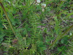 Pedicularis elongata