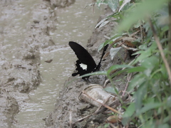 Papilio nephelus chaonulus