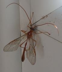 Enicospilus inflexus