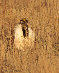 Centrocercus urophasianus