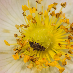 Psallus perrisi