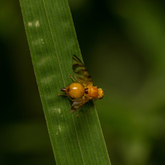 Myoleja lucida