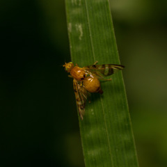 Myoleja lucida