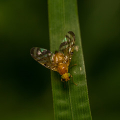 Myoleja lucida
