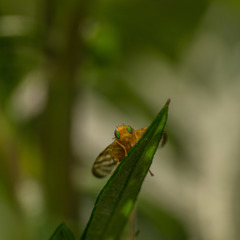 Myoleja lucida