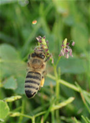 Apis mellifera