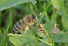 Apis mellifera