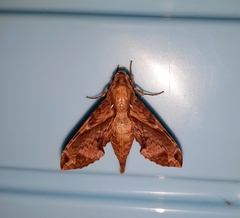 Eupanacra