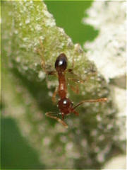 Pheidole