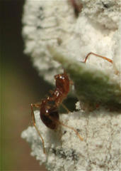 Pheidole