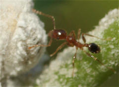 Pheidole