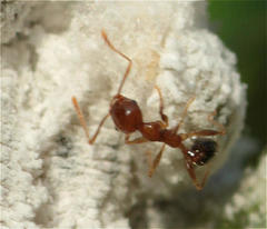 Pheidole