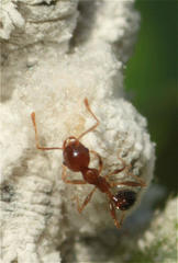 Pheidole