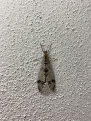 Dendroleon pantherinus