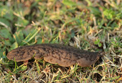 Laevicaulis stuhlmanni aegypti