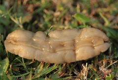 Laevicaulis stuhlmanni aegypti