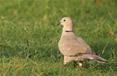 Streptopelia decaocto