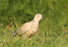 Streptopelia decaocto