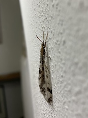 Dendroleon pantherinus