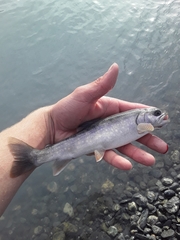 Salvelinus malma